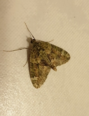 Chloroclysta siterata