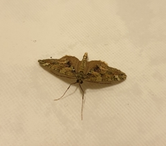 Chloroclysta siterata