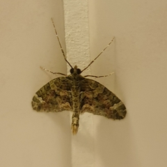 Chloroclysta siterata