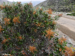 Spinoliva ilicifolia