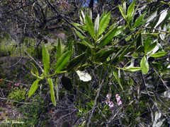 Spinoliva ilicifolia
