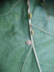 Pseudoneuroterus saliens