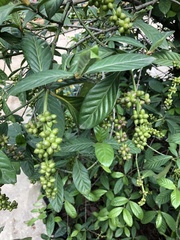 Psychotria viridis