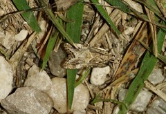 Euchromius cambridgei