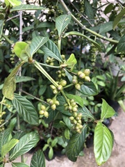 Psychotria viridis