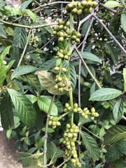 Psychotria viridis