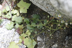 Romanzoffia sitchensis