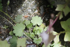 Romanzoffia sitchensis