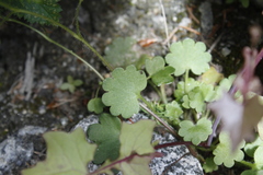 Romanzoffia sitchensis