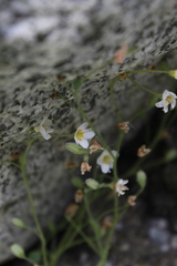 Romanzoffia sitchensis