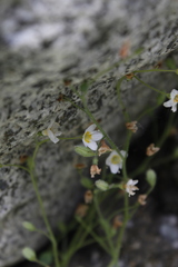 Romanzoffia sitchensis