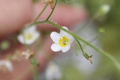 Romanzoffia sitchensis