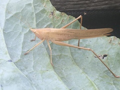 Neoconocephalus robustus