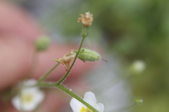 Romanzoffia sitchensis