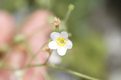 Romanzoffia sitchensis