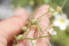 Romanzoffia sitchensis