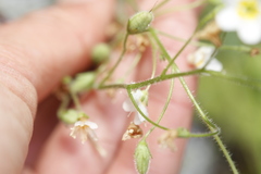 Romanzoffia sitchensis