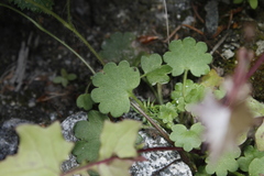 Romanzoffia sitchensis