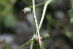 Romanzoffia sitchensis