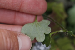 Romanzoffia sitchensis