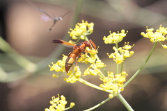 Rhynchium oculatum oculatum