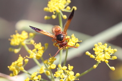 Rhynchium oculatum oculatum