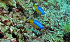 Pomacentrus auriventris