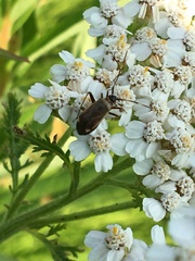 Adelphocoris rapidus
