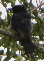Melaenornis pammelaina ater