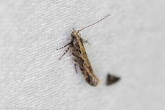 Aristotelia rubidella