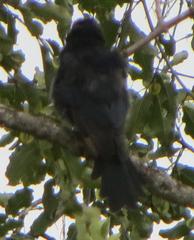 Melaenornis pammelaina ater