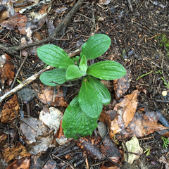 Lithospermum helleri