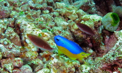 Pomacentrus auriventris