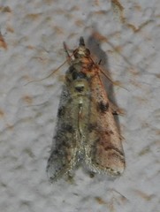 Laetilia dilatifasciella