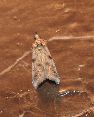 Laetilia dilatifasciella