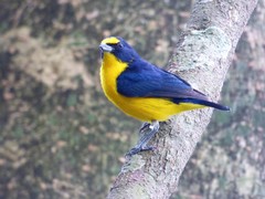 Yellow-Throated Euphonia photo 4