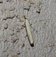 Agriphila attenuatus