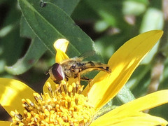 Lapposyrphus lapponicus