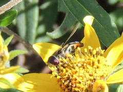 Lapposyrphus lapponicus