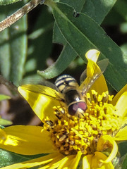 Lapposyrphus lapponicus