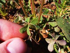 Oxalis pes-caprae sericea