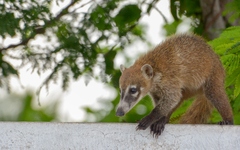 Nasua narica nelsoni