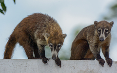 Nasua narica nelsoni
