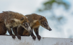 Nasua narica nelsoni