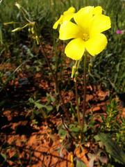 Oxalis pes-caprae sericea