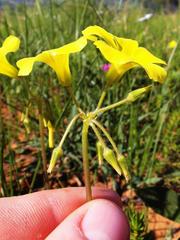 Oxalis pes-caprae sericea