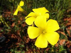 Oxalis pes-caprae sericea