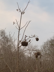Zeyheria tuberculosa