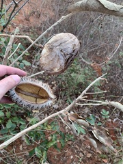 Zeyheria tuberculosa