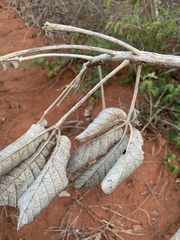 Zeyheria tuberculosa